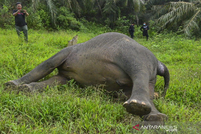 antarafoto gajah sumatera mati dibunuh 12072021 hay lmo 4