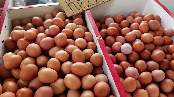 harga telur ayam turun menjadi rp 22000kg
