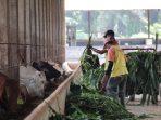 Lampung masih tunggu distribusi vaksin PMK bagi ternak