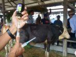 Pemkot Bandarlampung wajibkan sertifikat kesehatan ternak cegah PMK