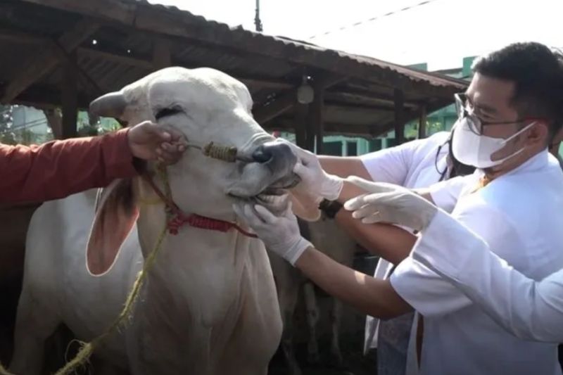 ilustrasi : Dokter hewan di Kota Bandar Lampung memberikan vaksin PMK dan LSD