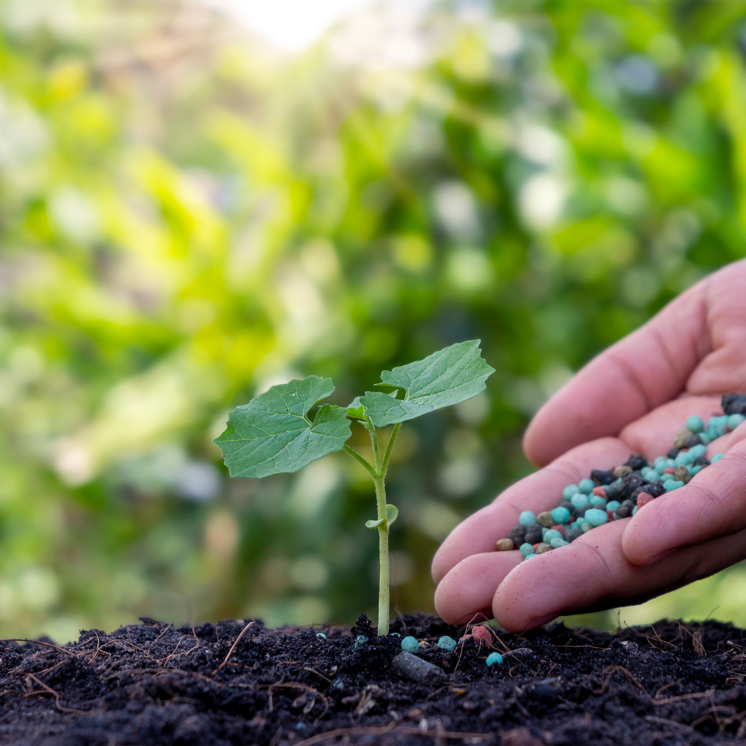 Petani Dianjurkan Gunakan Pupuk Organik Jadi Pupuk Utama Tanaman