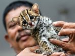 Polres Lampung Barat Tangkap Pelaku Perdagangan Ilegal Kucing Hutan