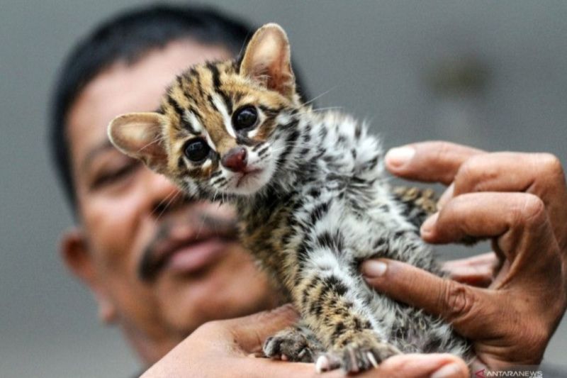 Polres Lampung Barat Tangkap Pelaku Perdagangan Ilegal Kucing Hutan