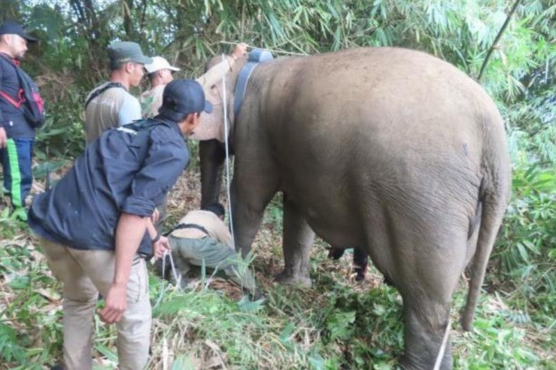 Sejumlah petugas yang sedang melakukan pemasangan GPS Collar pada gajah liar