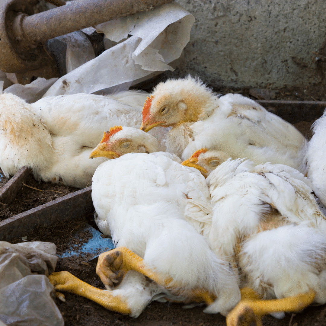 Antisipasi Penyebaran Flu Burung, Peternak Diminta Terapkan 'Biosecurity'