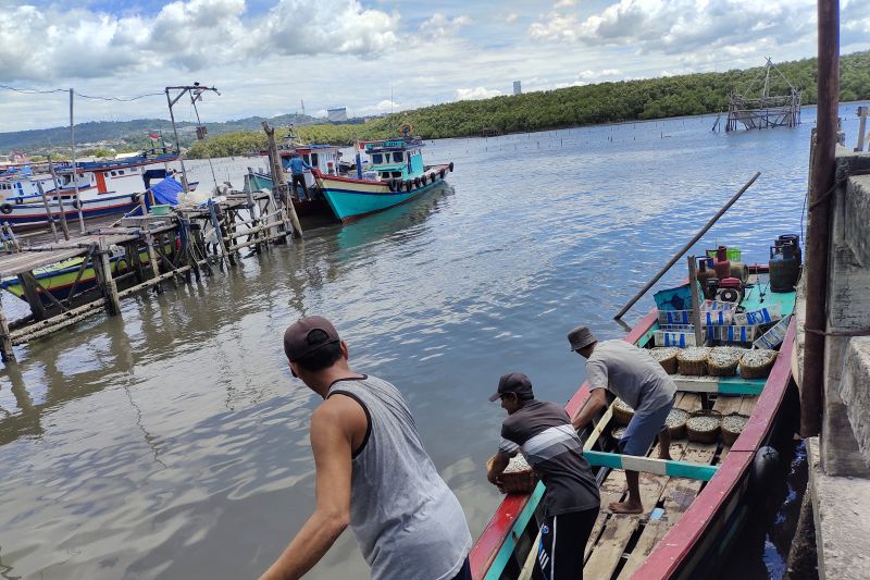Bandar Lampung Jajaki Pasar Ekspor Ikan Teri Asin di Pulau Pasaran