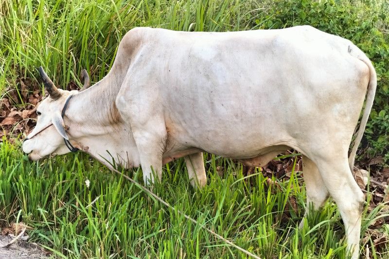 Sebanyak 6.300 ekor ternak sapi dan kerbau di Kabupaten Tanggamus, Lampung, telah mendapatkan vaksin penyakit mulut dan kuku (PMK). (ilustrasi)