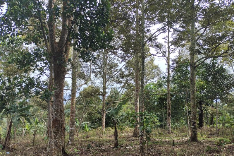 Dinas Kehutanan (Dishut) Provinsi Lampung meningkatkan peran masyarakat guna mencegah kebakaran hutan dan lahan yang ada di daerahnya pada musim kemarau.