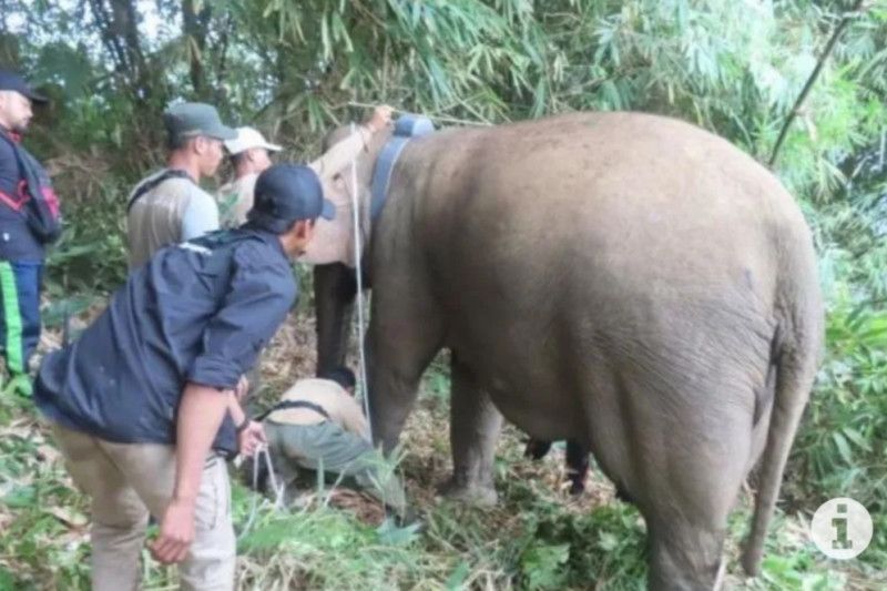 Waduh Sekelompok Gajah Liar Masuk Permukiman, Rusak Rumah Warga