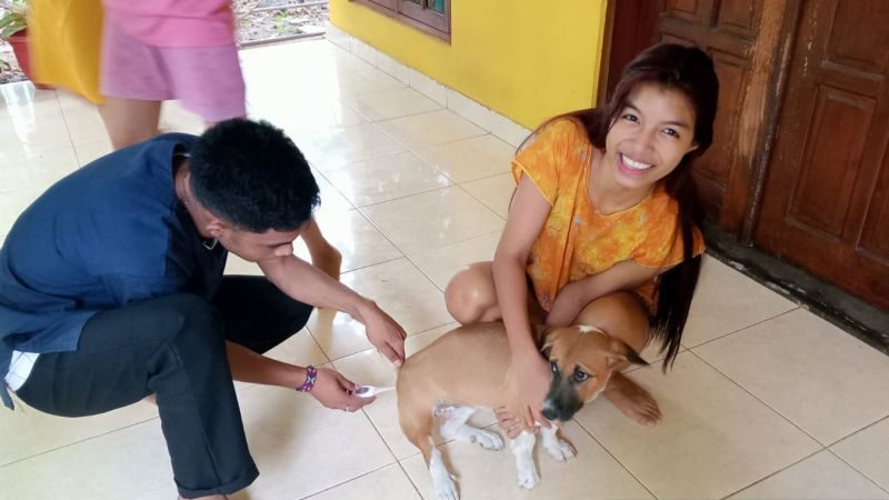 Petugas kesehatan memvaksinasi anjing warga di Kupang,