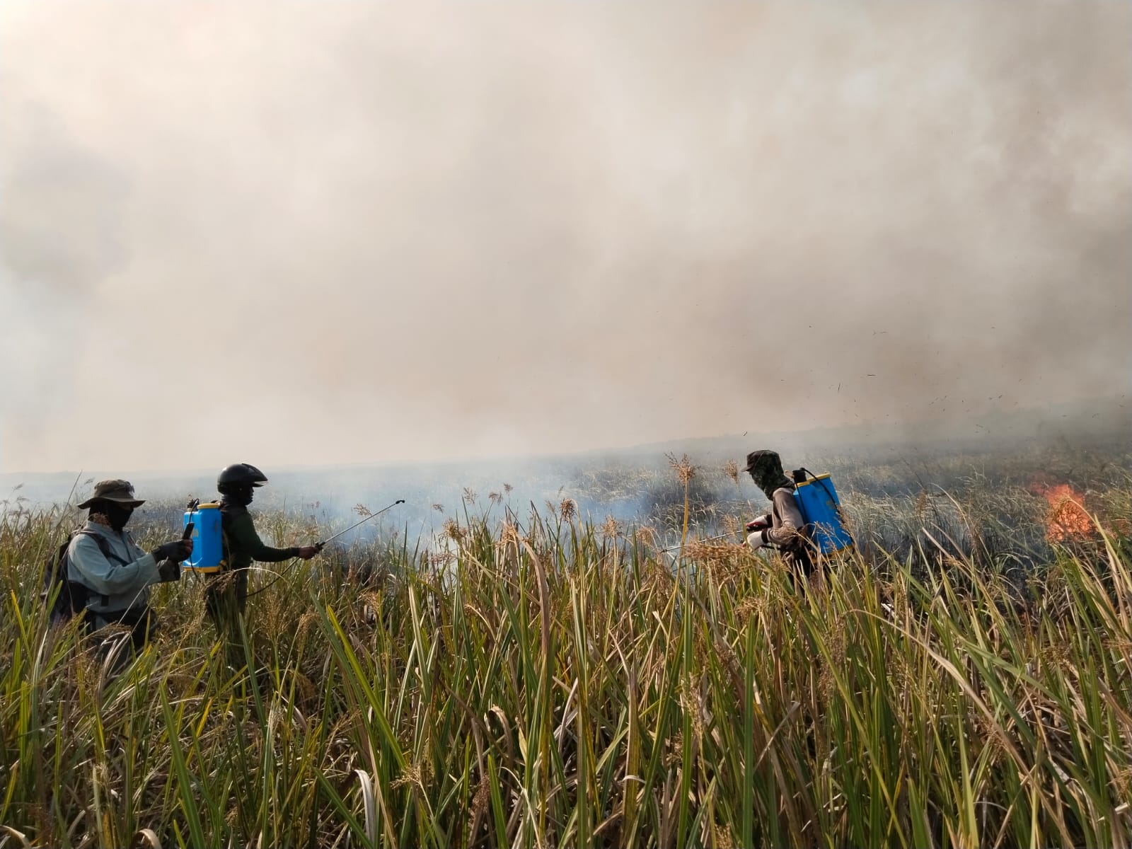 Polisi Selidiki Penyebab Kebakaran Di Kawasan Taman Nasional Way Kambas
