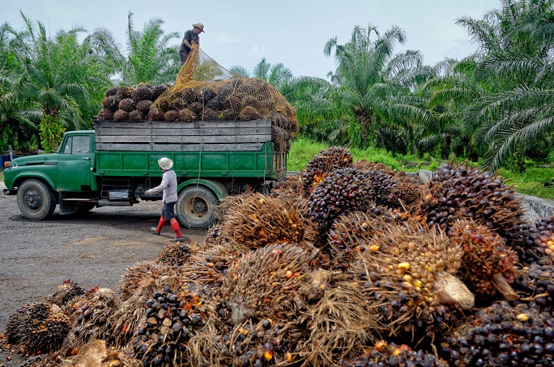 Kelapa Sawit