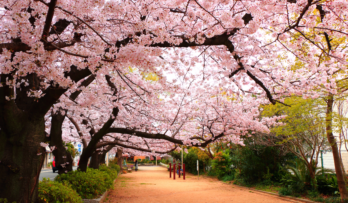 Bunga Sakura, Tradisi Hingga Simbol Ikonik dari Jepang