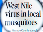 Virus West Nile Wabah Mematikan